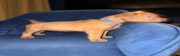 Dogue De Bordeaux dogs for sale: Dogue de bordeux puppies  - Advert 25