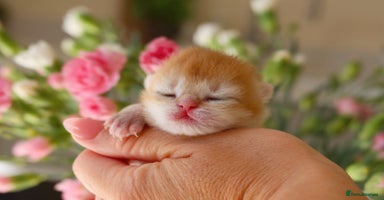 British Shorthair cats - Advert 11