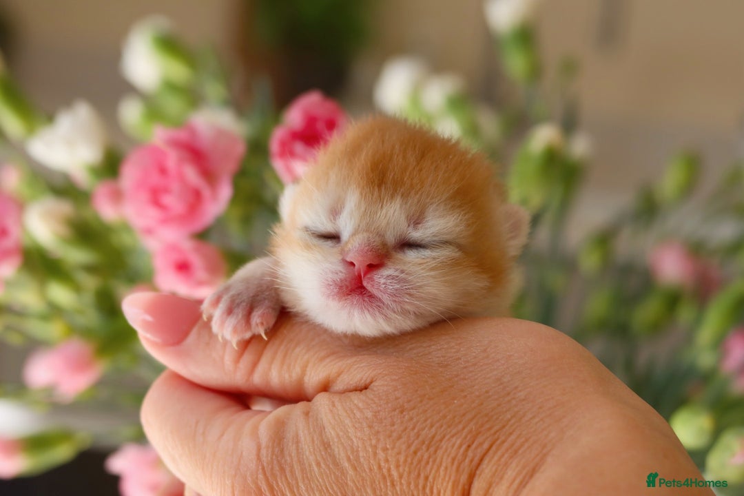 British Shorthair cats for sale: Blue Golden British Shorthair Kitten-REG &LICENSED - Image 2
