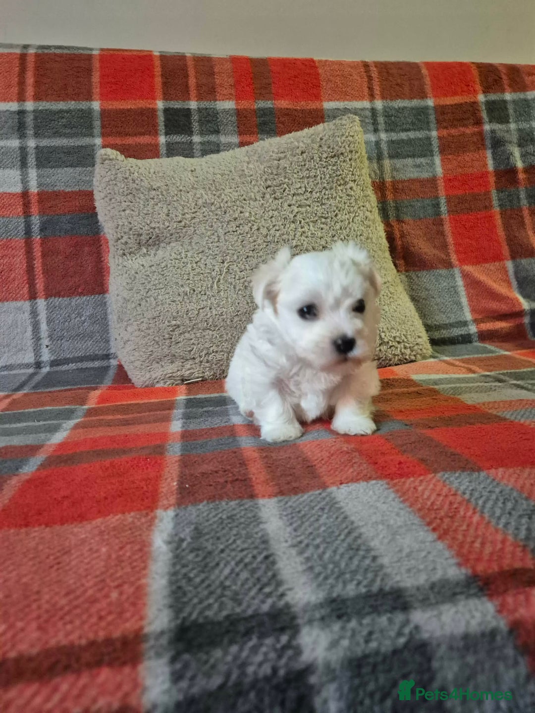 Bichon Frise dogs for sale: Bichon Frise - Advert 15