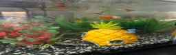 Other/Mixed Breed fish for sale: Guppies 4 sale  in Basildon - Advert 3