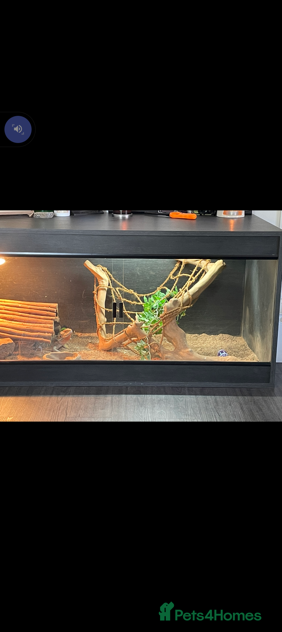 Dragon reptiles for sale: 4year old male dragon  - Image 3