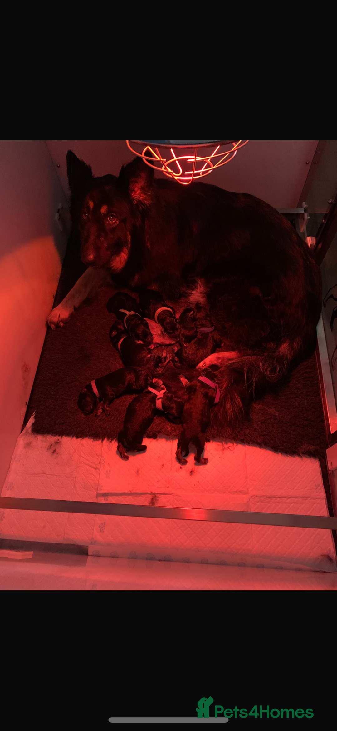 German Shepherd dogs for sale: KC reg GSD pups  - Image 7