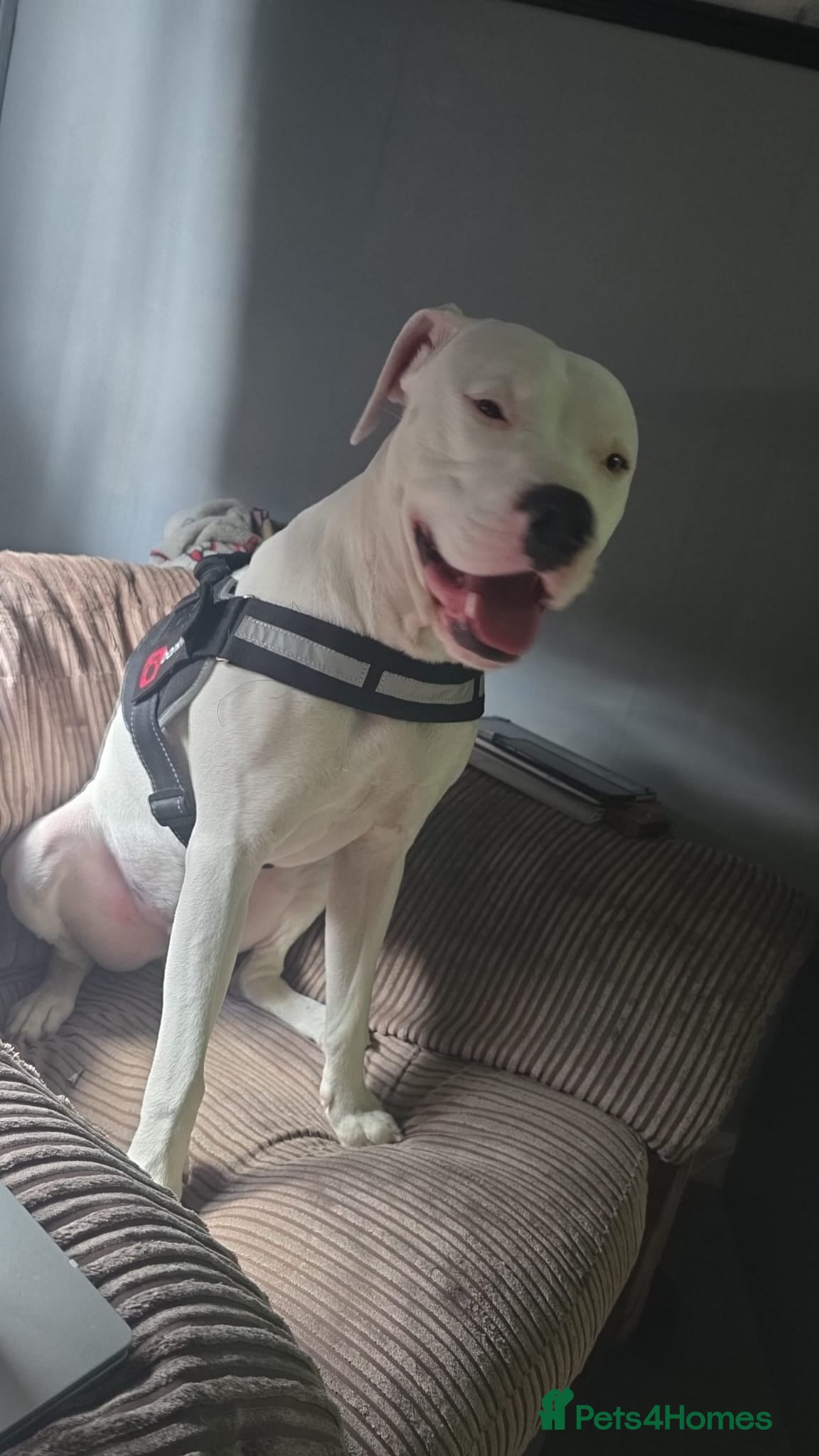 Mixed Breed dogs Americian bulldog cross  - Advert 3