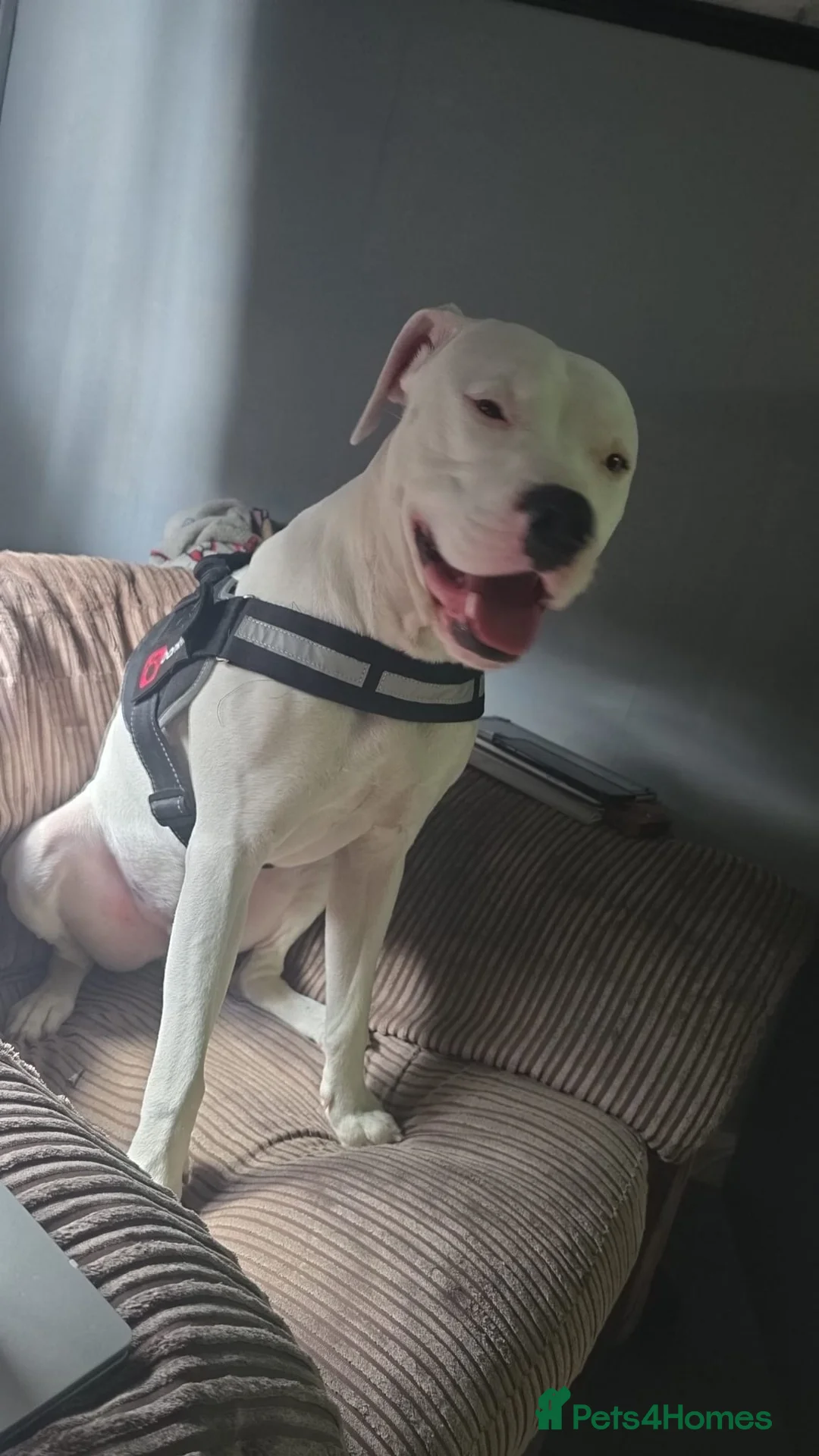 Mixed Breed dogs for sale: Americian bulldog cross  in Tipton - Advert 1
