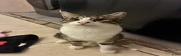 Mixed Breed cats for sale: White & tabby kitten  - Advert 4