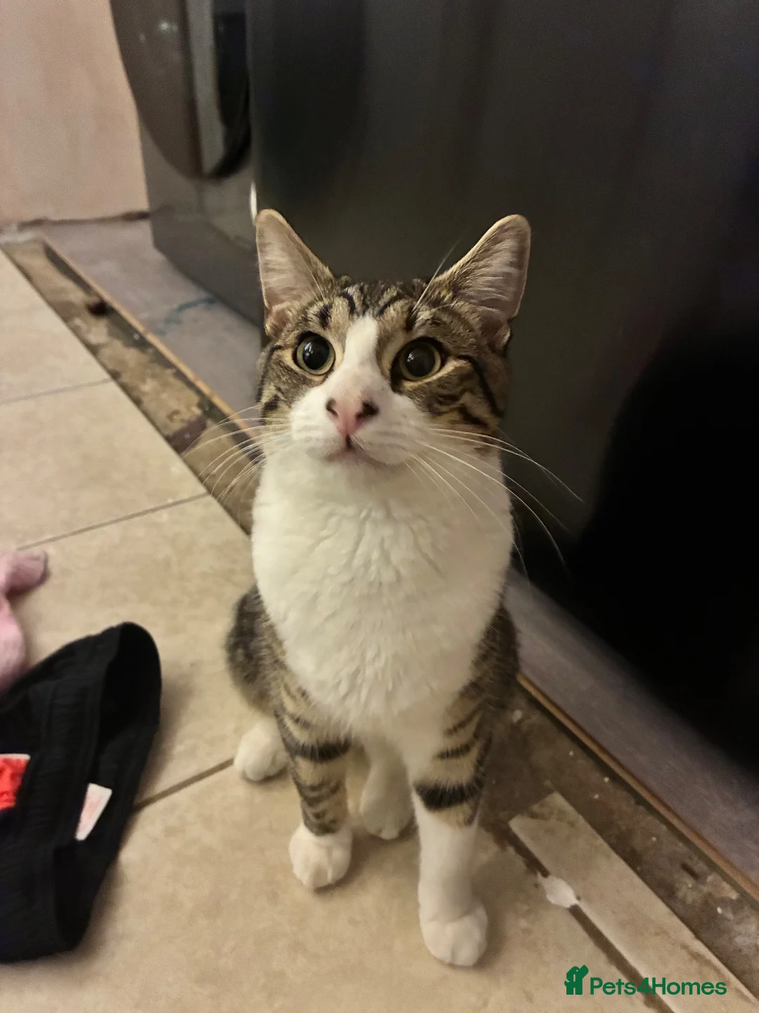 Mixed Breed cats for sale: White & tabby kitten  - Advert 4
