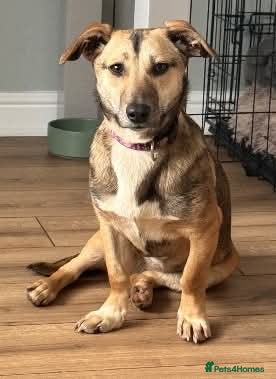 Mixed Breed dogs Meet Dot,currently residing in Cheshire  - Advert 1