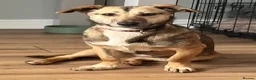 Mixed Breed dogs for adoption: Meet Dot,currently residing in Cheshire  - Advert 1