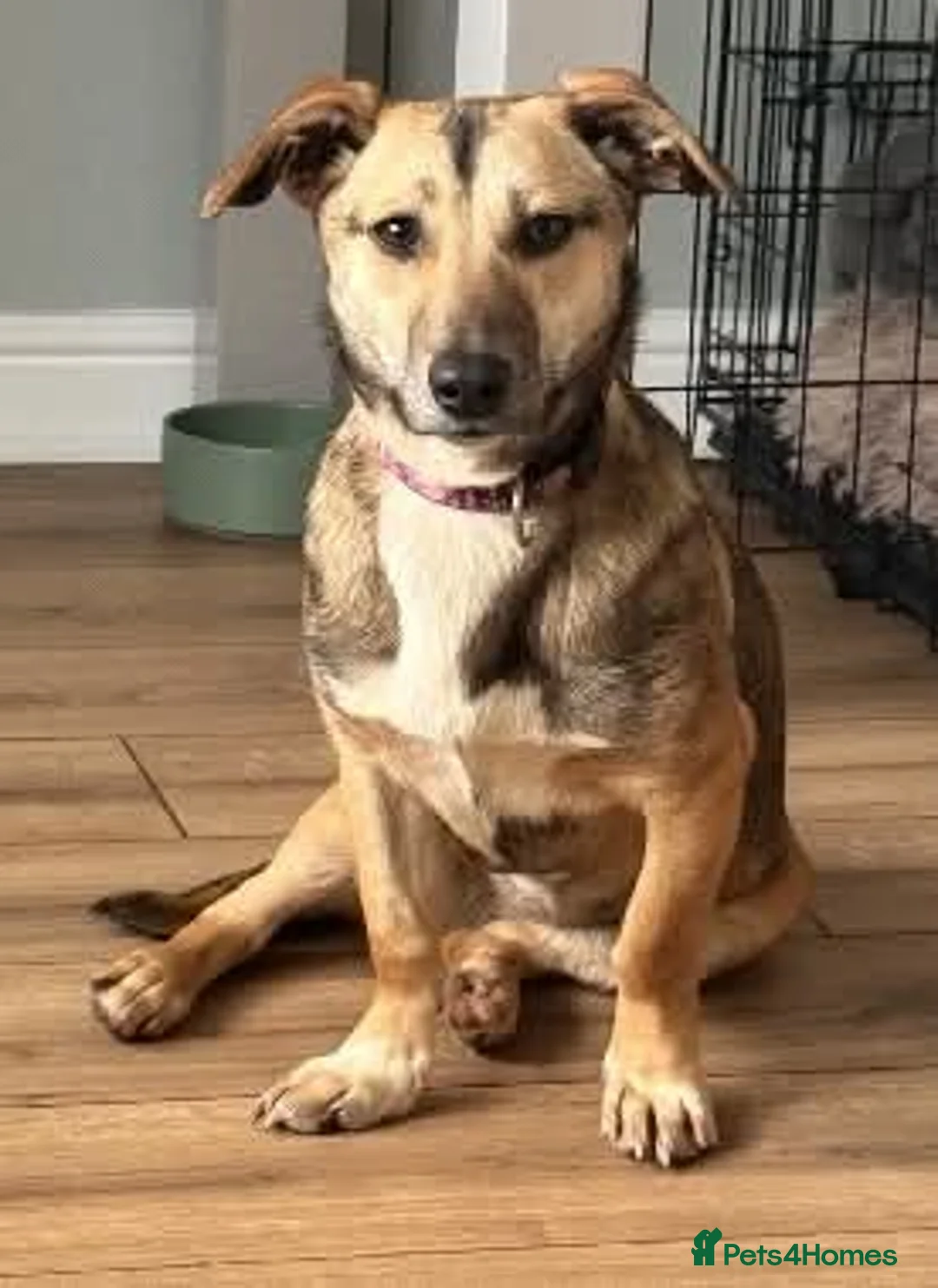 Mixed Breed dogs for adoption: Meet Dot,currently residing in Cheshire  - Advert 1