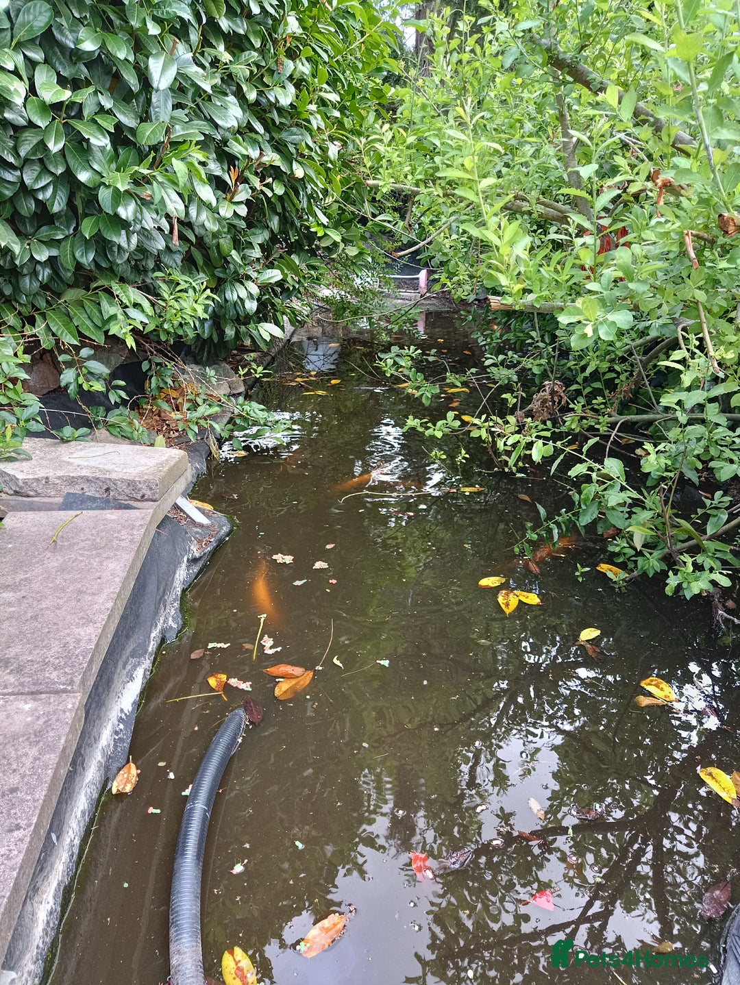 Koi Carp fish for sale: Koi Carp for sale Bedworth  - Image 4