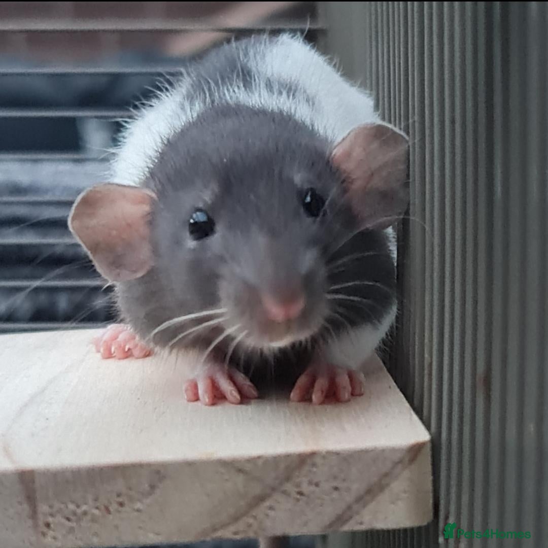 Rat rodents Baby rats - ready to go to forever loved home  - Advert 1