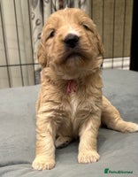 Double Doodle dogs - Advert 5