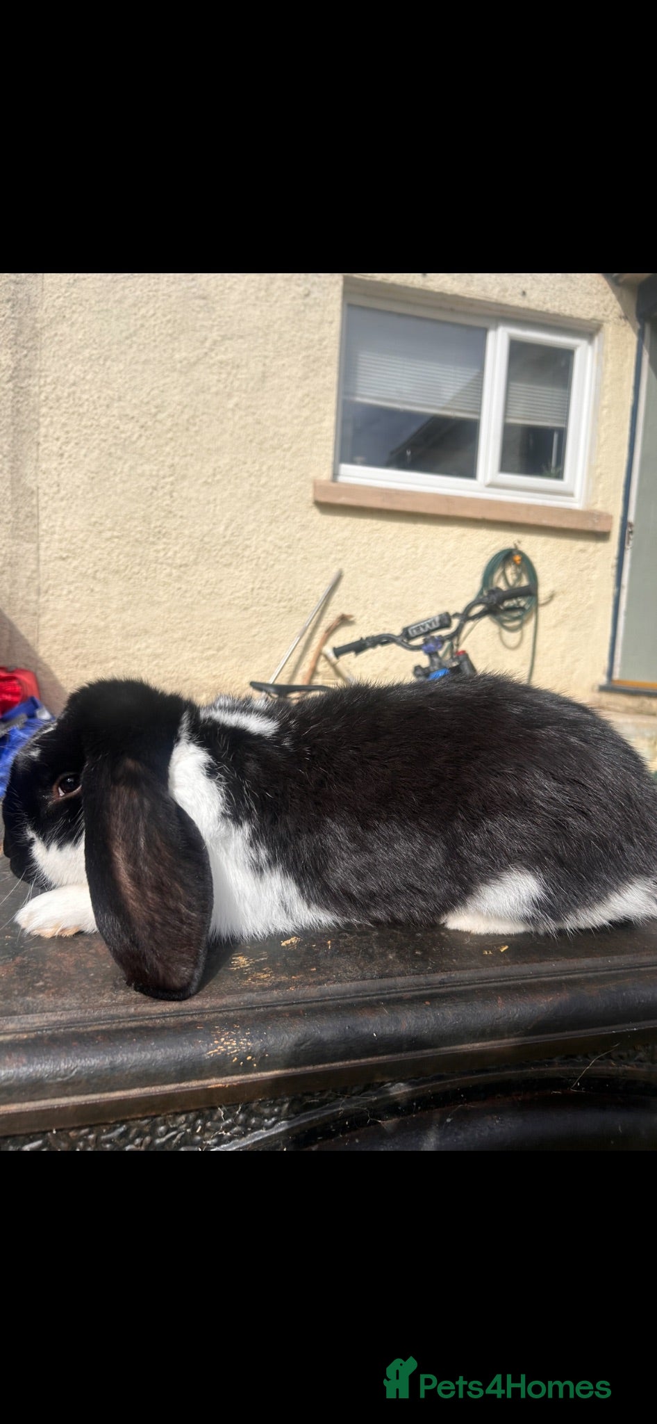 French Lop rabbits French lop  - Advert 7