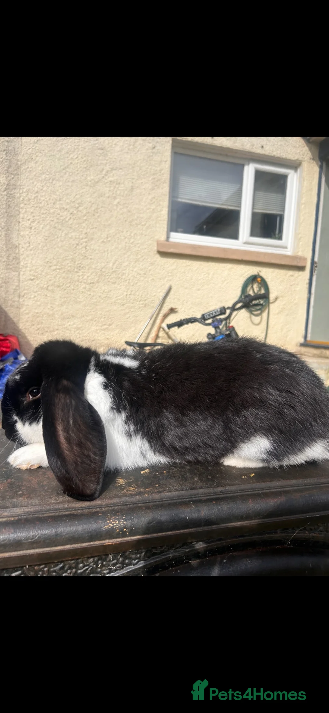 French Lop rabbits for sale: French lop  in Fishguard - Advert 1