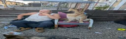 German Shepherd dogs for sale: Beautiful german shepherd girl  - Advert 5