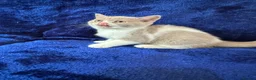 British Shorthair cats for sale: British shorthair kittens top pedigree ready now ! - Advert 20