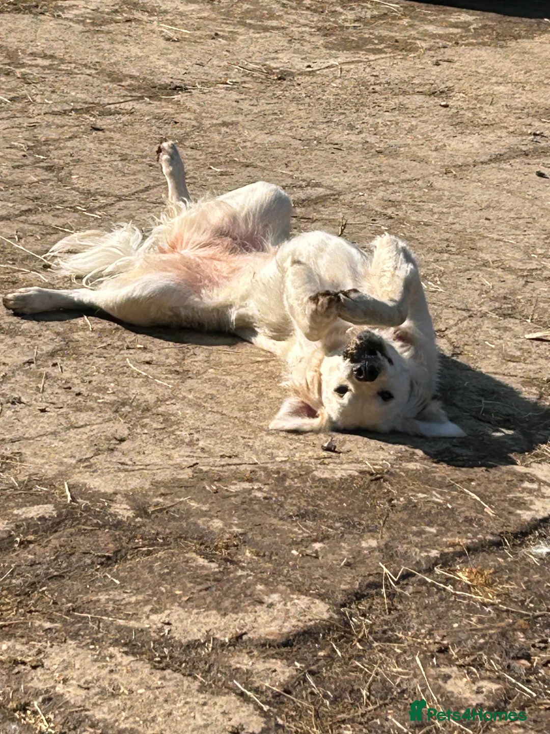 Golden Retriever dogs for sale: Female golden retriever, 1yr4months in Luton - Advert 9