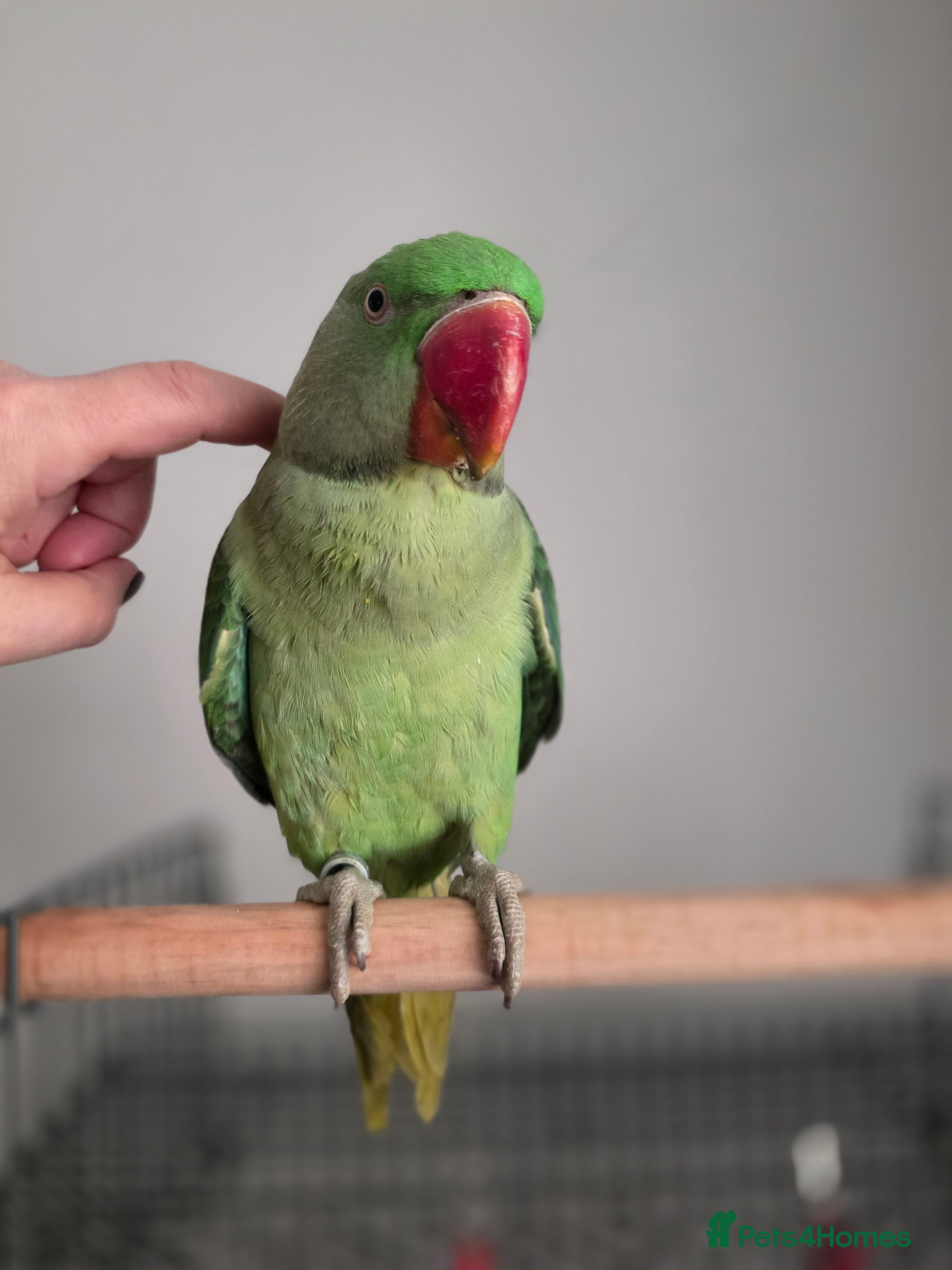 Parrots birds Goku the alexandrine parrot - Advert 1