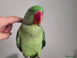 Parrots birds Goku the alexandrine parrot - Advert 1