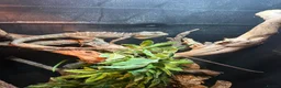 Lizard reptiles for sale: 2-year-old female Angle-headed Forest Dragon in Reading - Advert 1