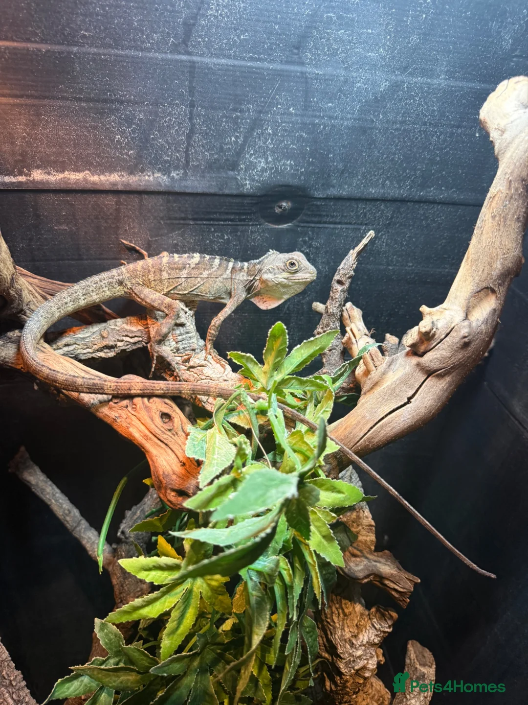 Lizard reptiles for sale: 2-year-old female Angle-headed Forest Dragon in Reading - Advert 1