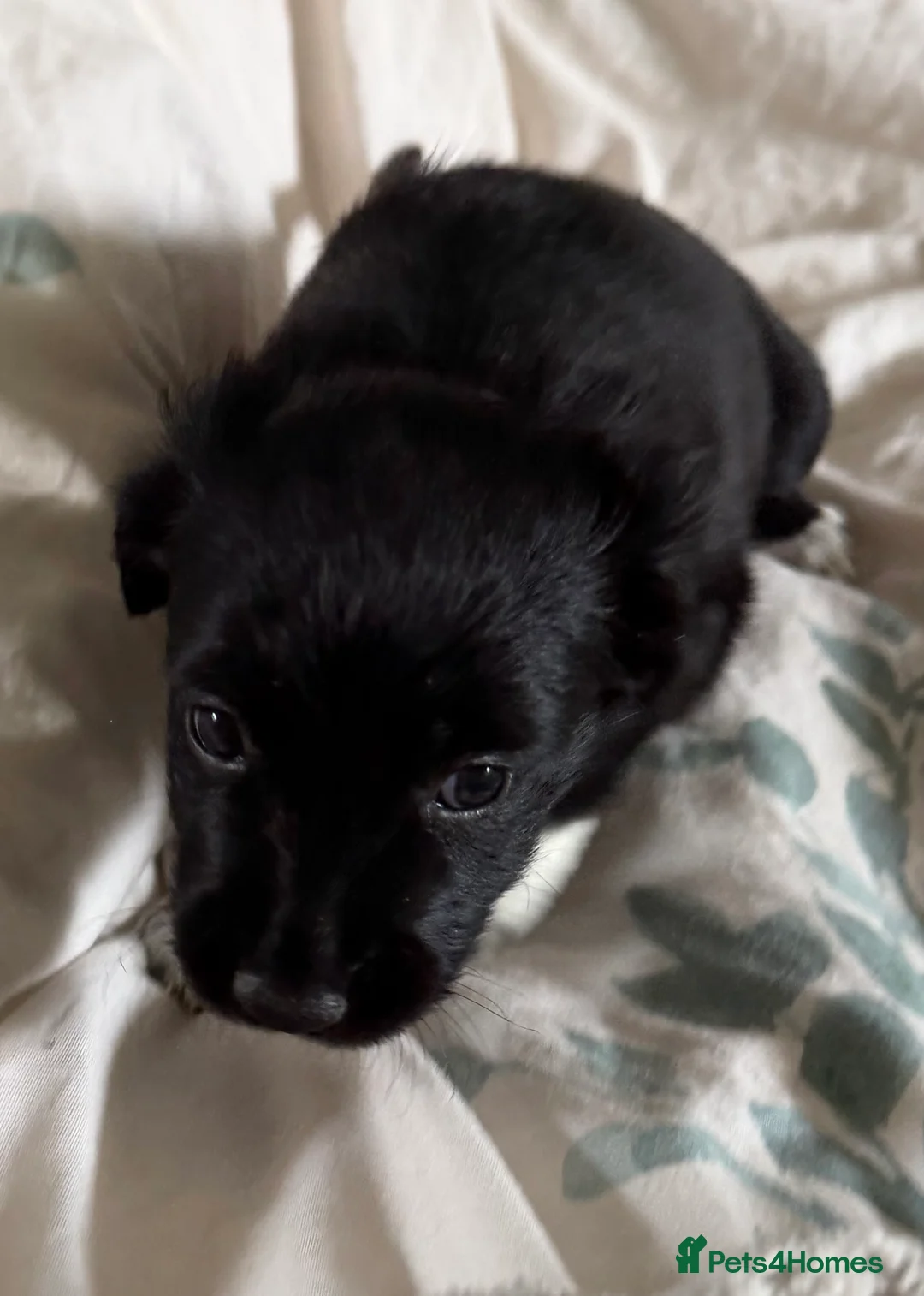 Mixed Breed dogs for sale: Lovely Cockapoo/Border Collie puppies in Abergavenny - Advert 22