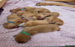 Labrador Retriever dogs for sale: Fox Red Labrador Puppies - Working Lines - Image 4