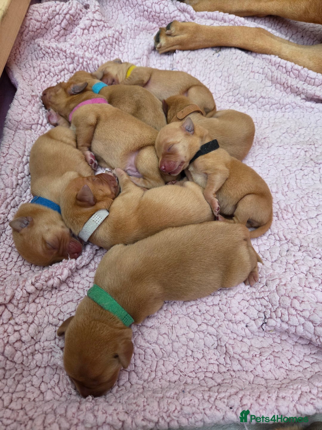 Labrador Retriever dogs for sale: Fox Red Labrador Puppies - Working Lines - Image 4