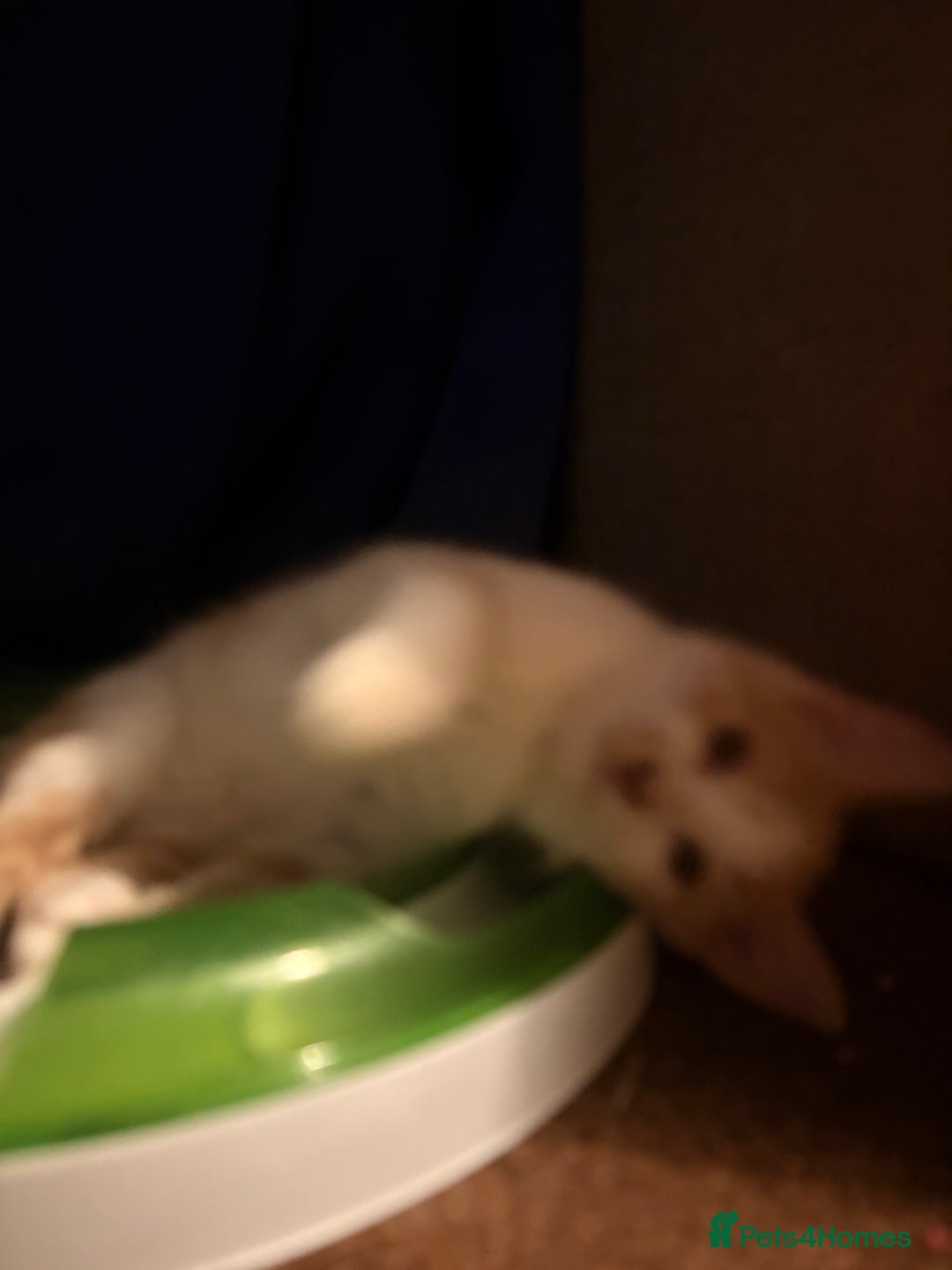 Mixed Breed cats for sale: Sphynx Varient Kittens - Advert 3