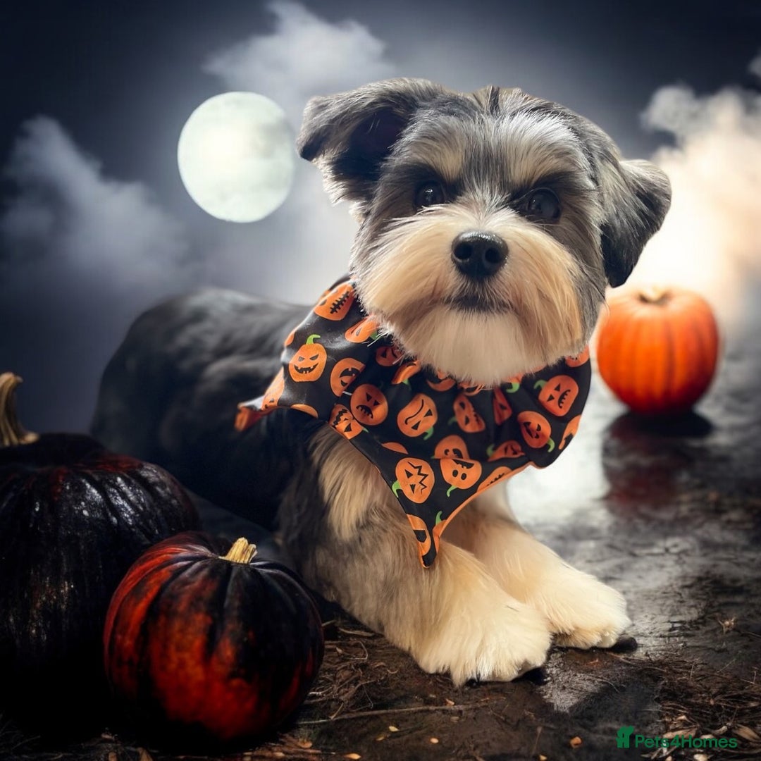 Yorkshire Terrier dogs for sale: Yorkshire Terrier tri colour (biewer)  - Image 6