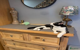 Mixed Breed cats for sale: Male kitten - Advert 21