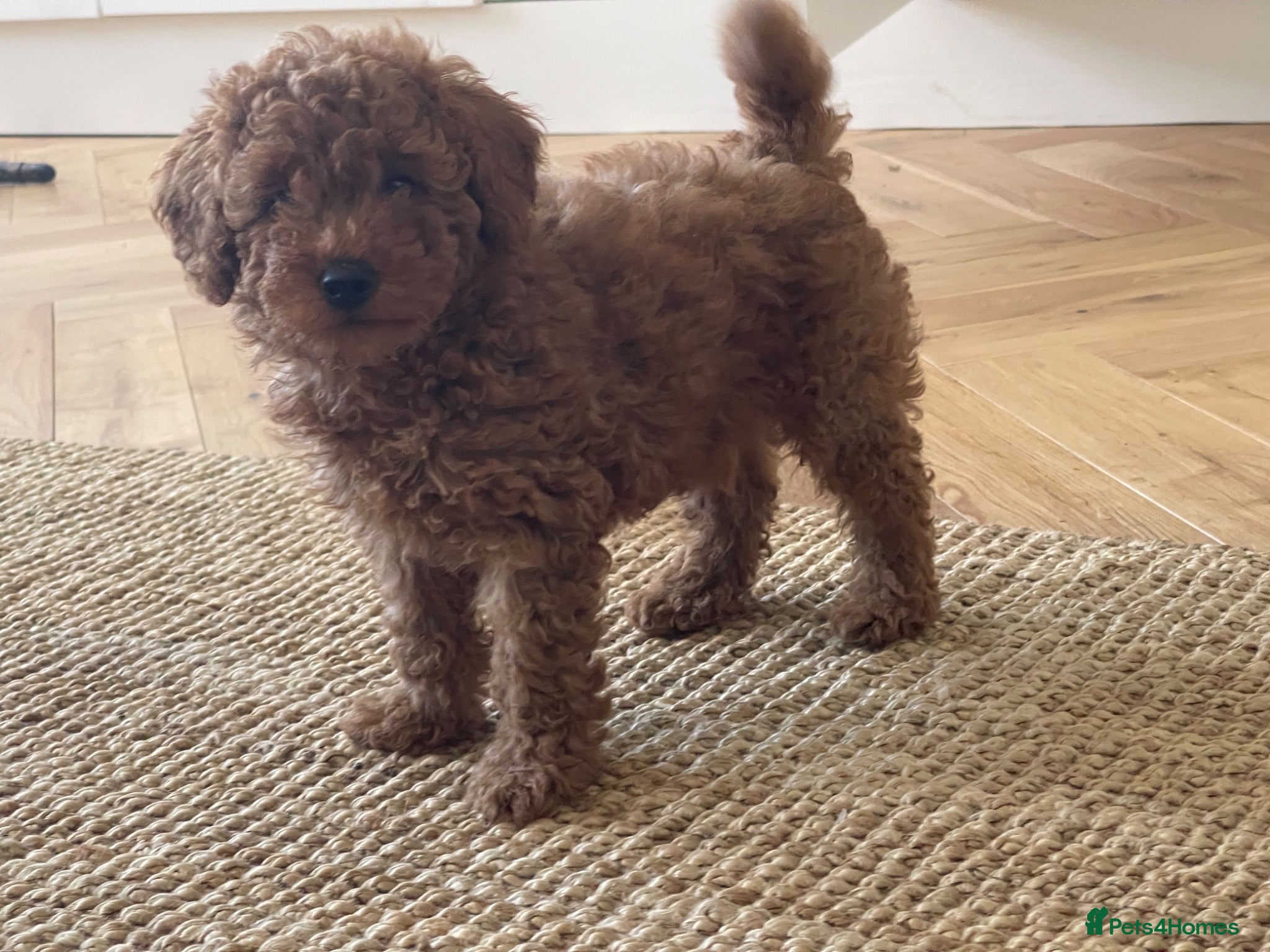 Toy Poodle dogs Beautiful KC registered Toy Poodle  - Advert 10