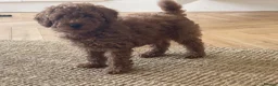 Toy Poodle dogs for sale: Beautiful KC registered Toy Poodle  - Advert 1