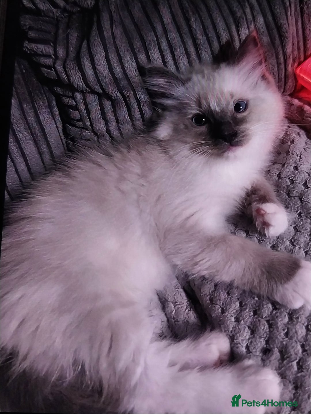 Ragdoll cats for sale: Male bluepoint ragdoll  - Image 2