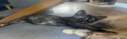 Mixed Breed cats for sale: 3 beautiful kittens 2 boys 1 girl  in Cleethorpes - Advert 4