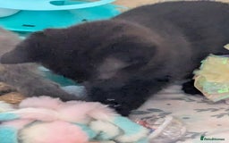 Mixed Breed cats for sale: Siamese/ragdoll/Scottish fold  - Image 24