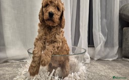 Cockapoo dogs for sale: Gorgeous fluffy Coockapoo puppies - Image 8