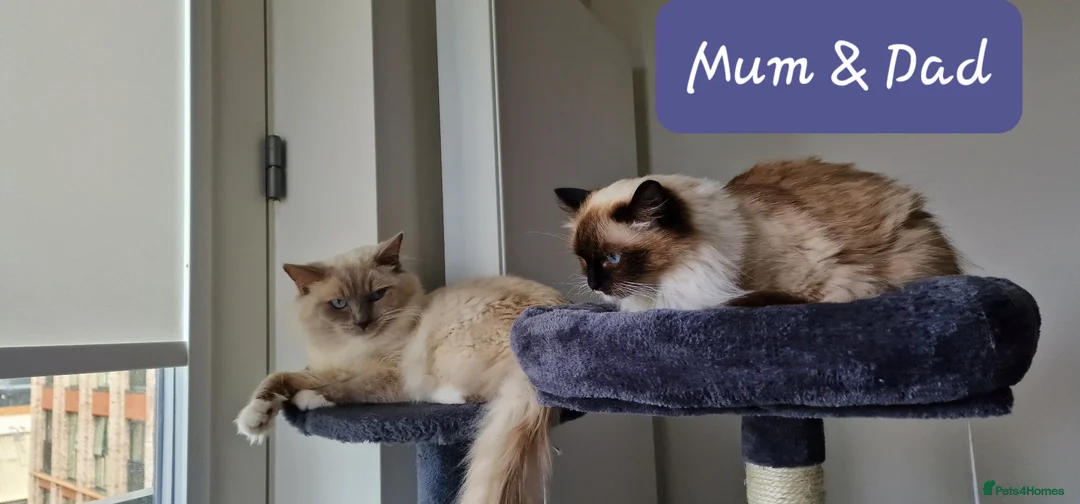 Ragdoll cats for sale: Gorgeous pure bred Ragdoll ready to leave 26 April - Advert 26