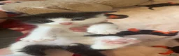 Mixed Breed cats for sale: 2 STUNNING FEMALE TUXEDO KITTENS - Advert 6