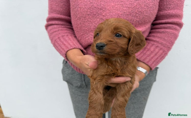 Cockapoo dogs - Advert 4