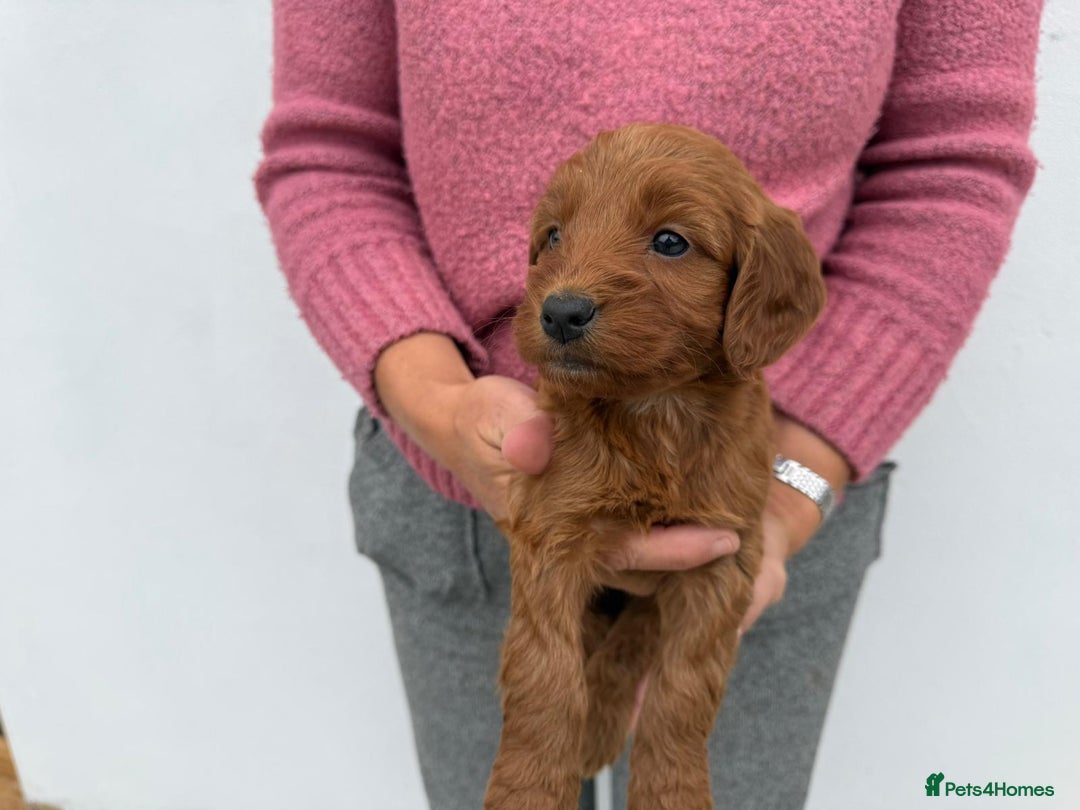 Cockapoo dogs for sale: Adorable Red Cockapoo F1 Puppies Waiting List - Image 3