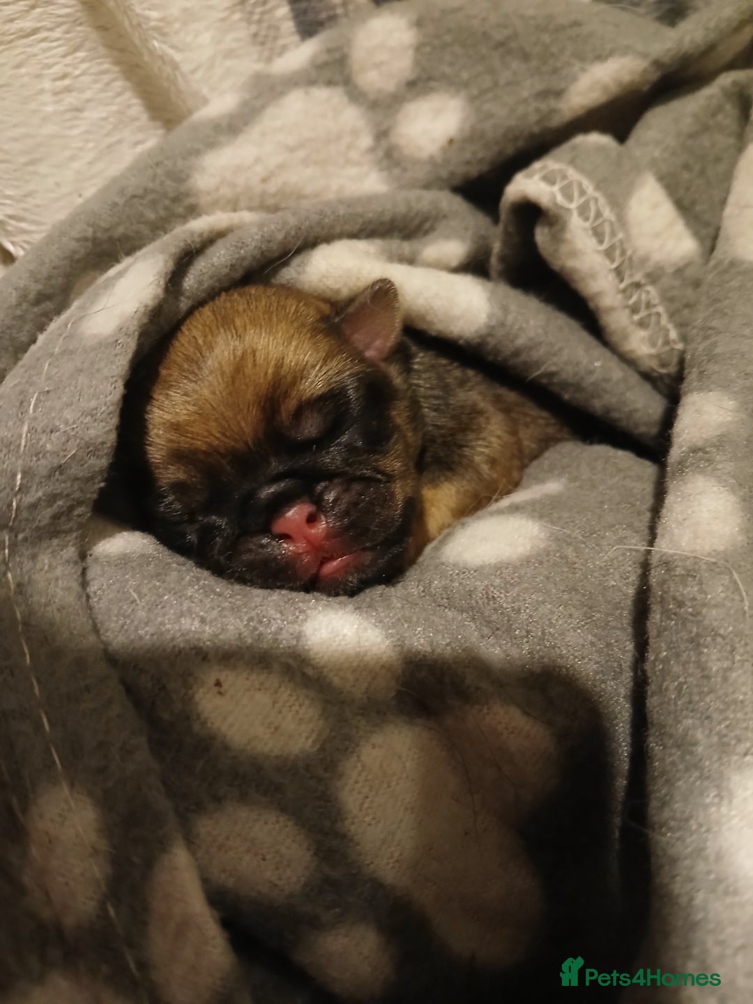 Pug dogs for sale: Beautiful pug puppies - Advert 7