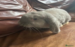 English Lop rabbits for sale: English lop - Image 4