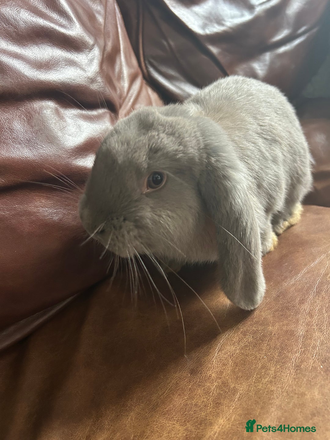 English Lop rabbits for sale: English lop - Image 4