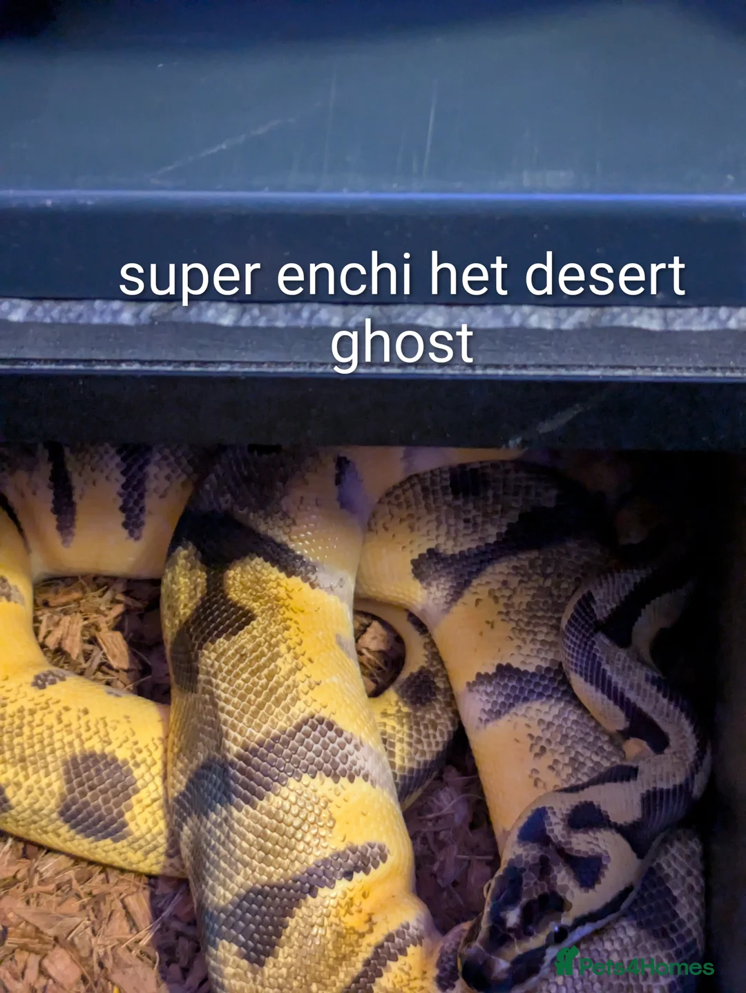 Python Snake reptiles for sale: Royal python collection for sale - Advert 2