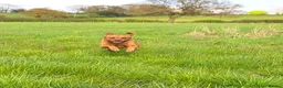 Labrador Retriever dogs for stud: Fox Red Labrador For Stud, Fully health tested  in Stoke-on-Trent - Advert 3