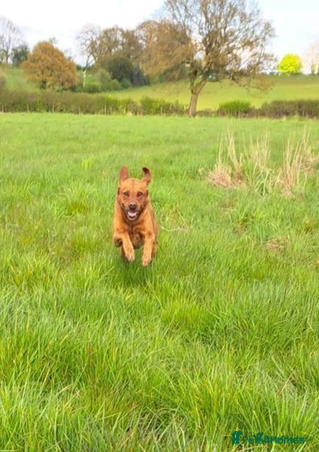 Labrador Retriever dogs for stud: Fox Red Labrador For Stud, Fully health tested  in Stoke-on-Trent - Advert 3