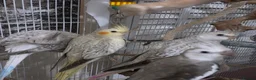 Cockatiels birds for sale: 8 week old female cockatiels - Advert 11