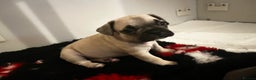 French Bulldog dogs for sale: French bulldog puppies  - Advert 2